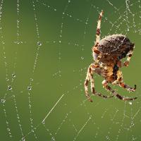 Spider in web 